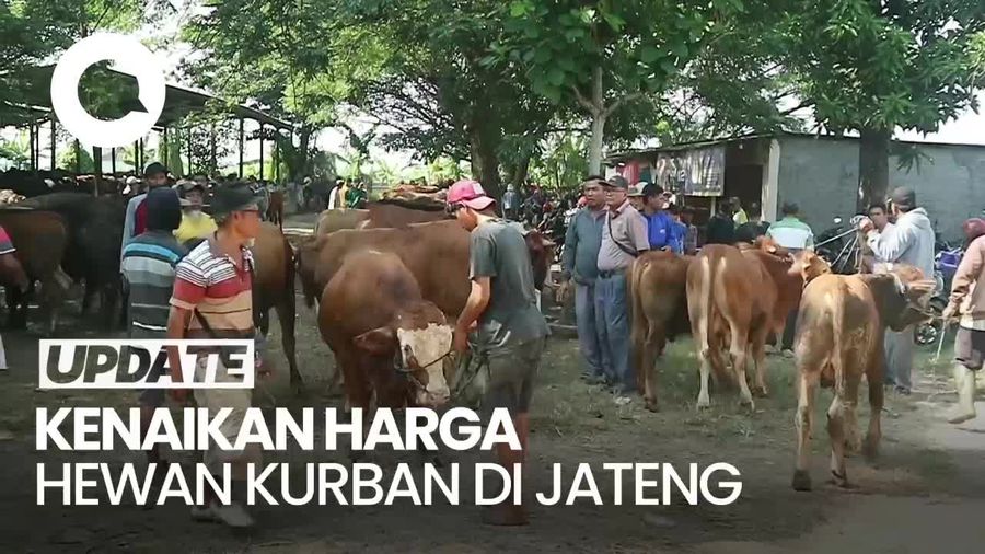 Jelang Idul Adha, Harga Kerbau di Jateng Naik Rp 3-5 Juta Per Ekor