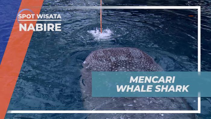 Keseruan Berfoto dan Berenang Bersama Whale Shark di Teluk Cendrawasih Nabire