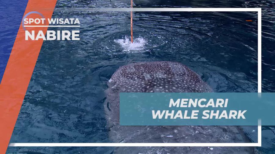 Keseruan Berfoto dan Berenang Bersama Whale Shark di Teluk Cendrawasih Nabire