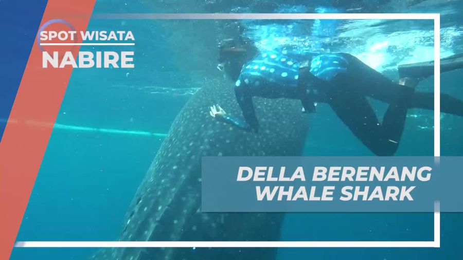 Momen Menegangkan Berenang Bersama Whale Shark di Nabire