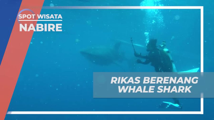 Momen Asik Berenang dan Berfoto Bersama Whale Shark, Nabire