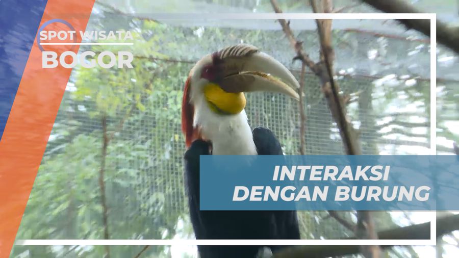 Senangnya Bisa Berinteraksi dan Memberi Makan Burung Secara Langsung, Bogor 