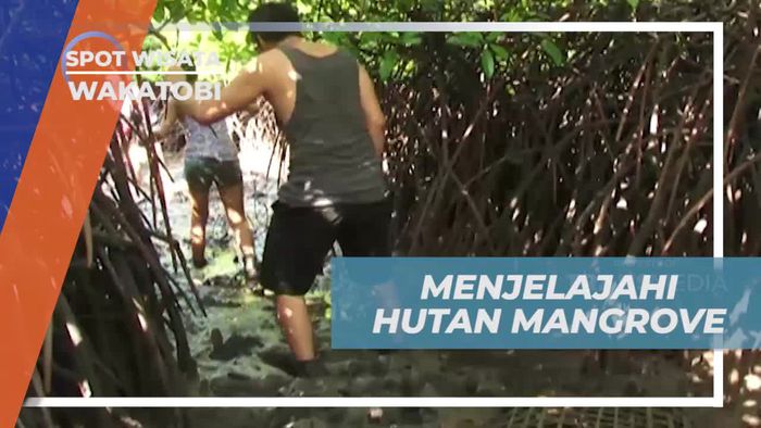 Menjelajahi Keindahan Hutan Mangrove Pulau Kaledupa Wakatobi