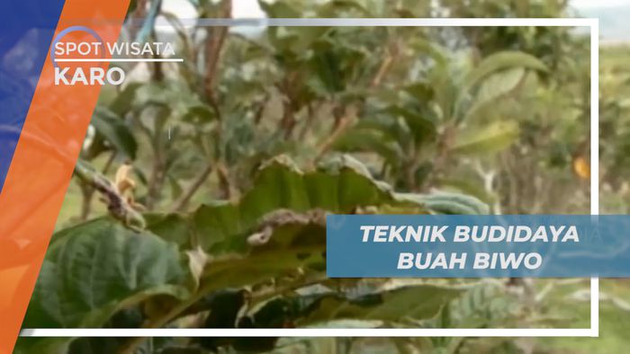 Belajar Teknik Budidaya Buah Biwo yang Langka, Karo
