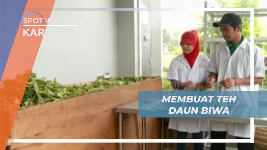 Mengunjungi Tempat Pengolahan Daun Biwa Menjadi Teh, Karo