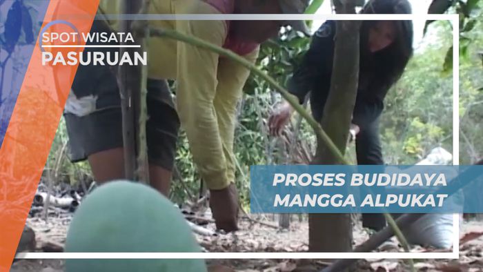 Melihat Proses Pembibitan Hingga Panen Buah Mangga Klonal, Pasuruan