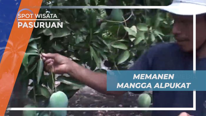 Memanen Buah Mangga Alpukat Langsung dari Pohonnya, Pasuruan