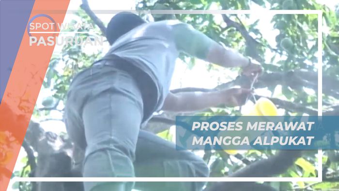 Merawat Pohon Mangga Alpukat dengan Memasang Perangkap Lalat, Pasuruan