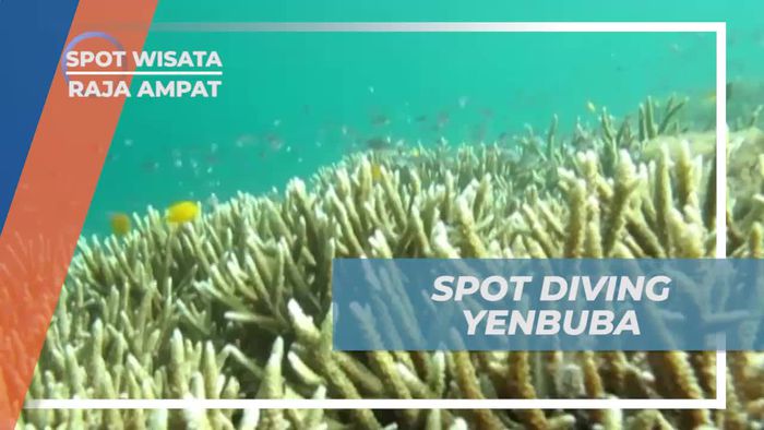 Menjelajahi Keindahan Bawah Laut di Spot Diving Yenbuba Raja Ampat