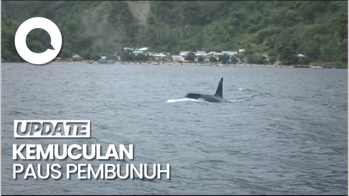 Hiu Paus Ramah di  Gorontalo Menghilang Gegara Muncul Paus Orca