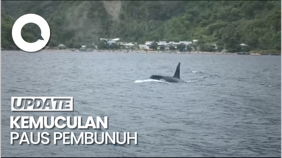 Hiu Paus Ramah di  Gorontalo Menghilang Gegara Muncul Paus Orca