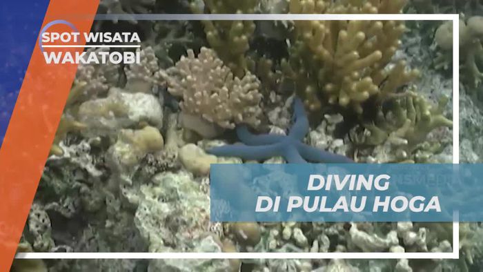 Diving Asik Menikmati Keindahan Bawah Laut Pulau Hoga Wakatobi