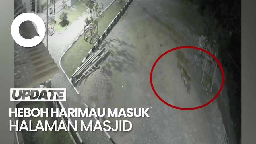 Heboh Harimau Masuk Halaman Masjid di Solok, Ini Penjelasan BKSDA