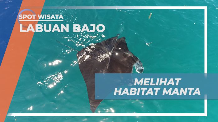 Manta Point, Spot Meyelam Mengagumkan Tempat Berkumpul Pari Manta, Labuan Bajo