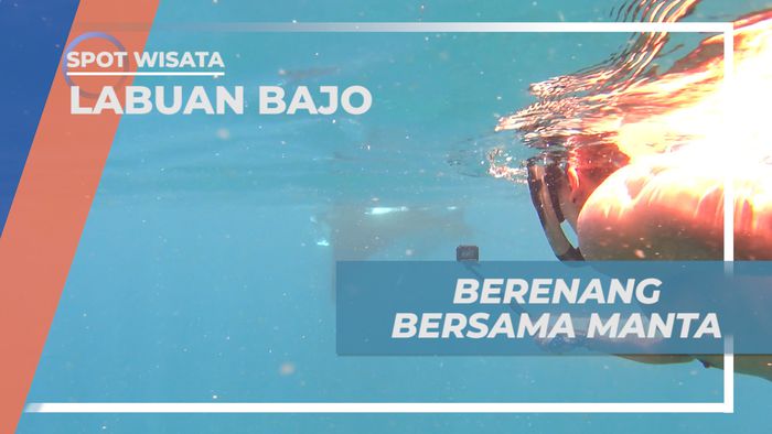 Pengalaman Langka, Sensasi Berenang Bareng Pari Manta Berukuan Besar, Labuan Bajo