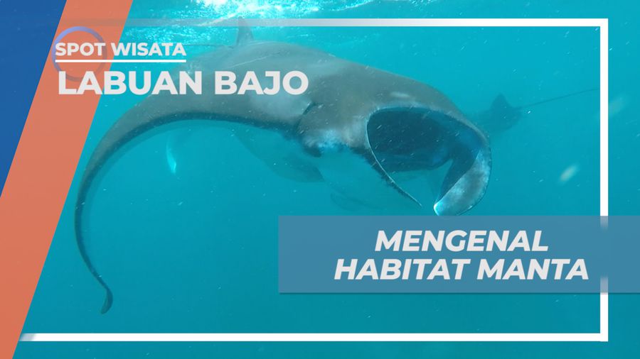 Menikmati Keseruan Habiskan Waktu Berenang di Manta Point yang Menakjubkan, Labuan Bajo