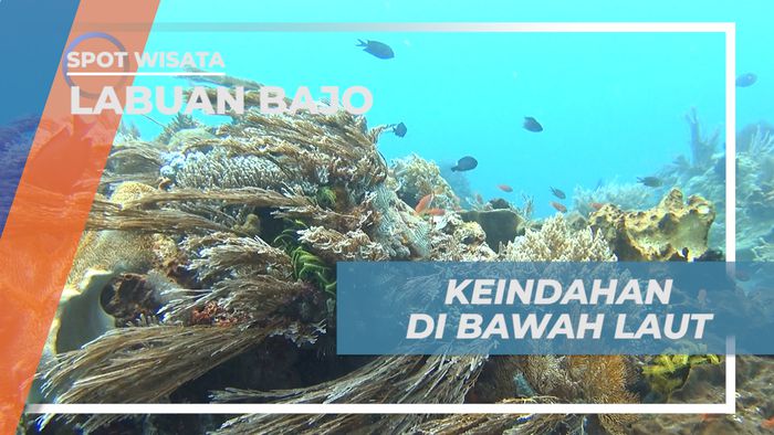 Manta Point, Menjelajahi Pesona Keindahan Surga Bawah Laut Labuan Bajo