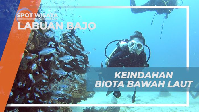 Berburu Keeksotisan Surga Bawah Laut di Gili Lawa Laut, Labuan Bajo