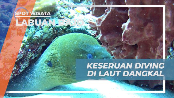 Sensasi Seru Mengeksplor Keindahan Laut Dangkal di Gili Lawa Laut, Labuan Bajo
