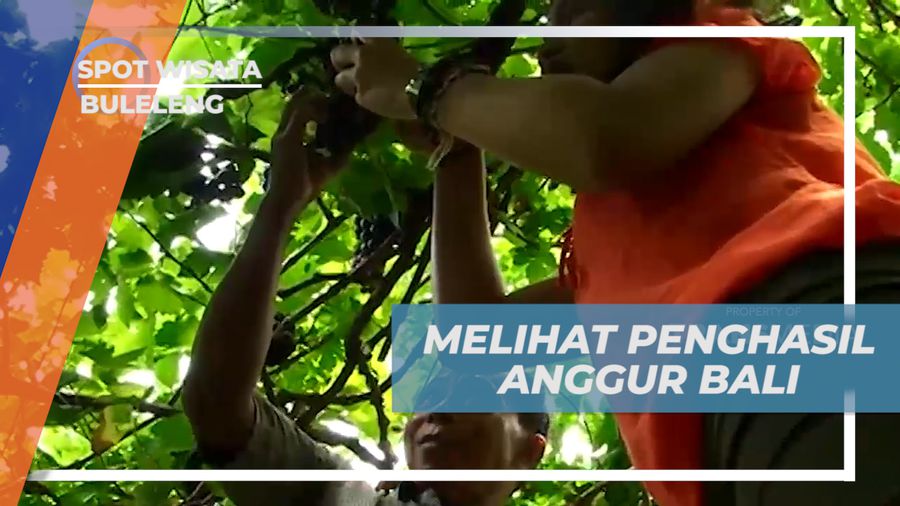 Mengunjungi Sentra Penghasil Buah Anggur di Pesisir Utara Pulau Bali, Buleleng