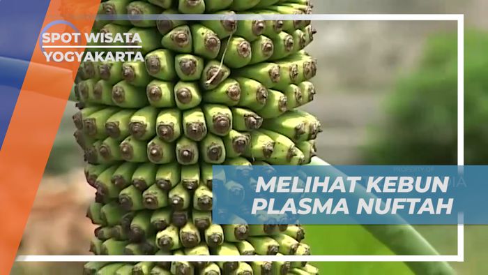 Kebun Plasma Nuftah, Mengunjungi Pusat Pisang Nasional Terlengkap Se-Indonesia, Yogyakarta