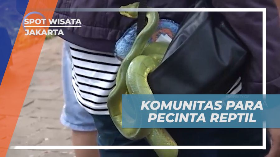 Melihat Aktivitas Rutin Komunitas Pecinta Reptil di Taman Suropati, Jakarta