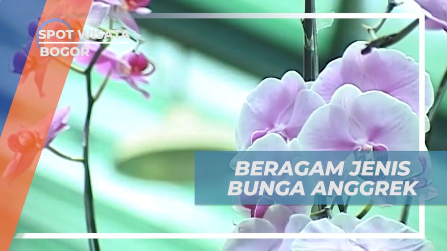 Mengenal Eksotika Beragam Jenis Bungan Anggrek di Kebun Raya, Bogor