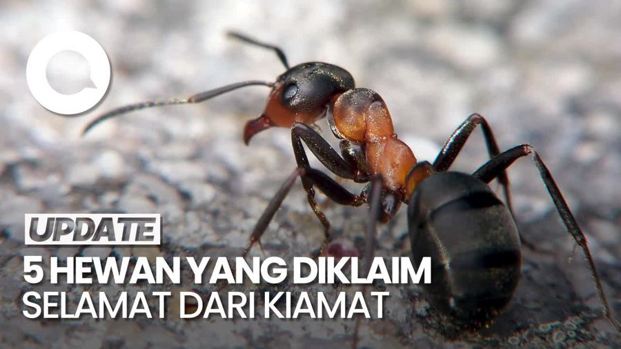 5 Hewan Terkuat di Bumi yang Konon Tahan Kiamat 5 Hewan Terkuat di Bumi yang Konon Tahan Kiamat