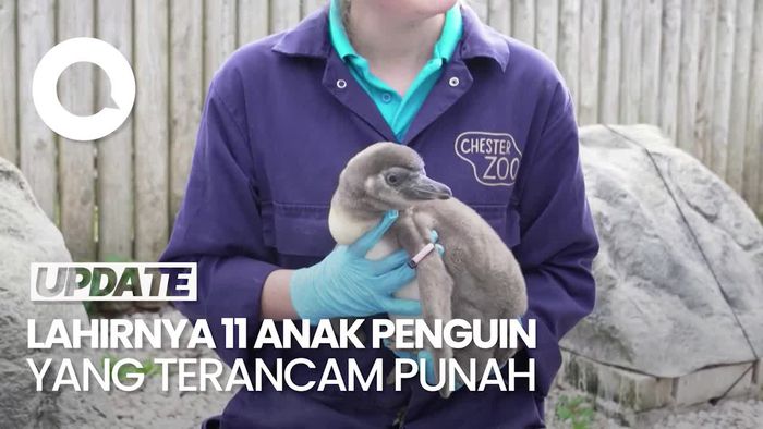 Kebun Binatang di Inggris Rayakan Kelahiran 11 Anak Penguin Humboldt