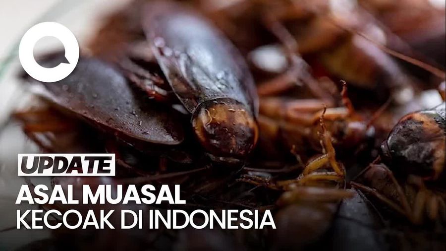 Begini Asal-Usul Kecoak di Indonesia 
