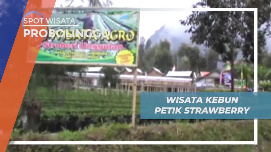 Memetik Strawberry Langsung Dari Pohonnya, Probolinggo