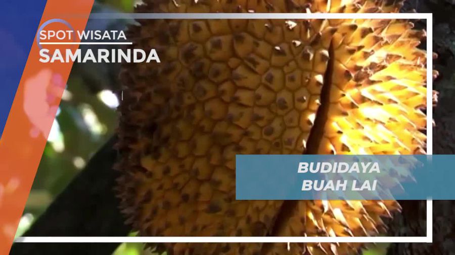 Budidaya Buah Lai Khas Samarinda yang Mirip Durian