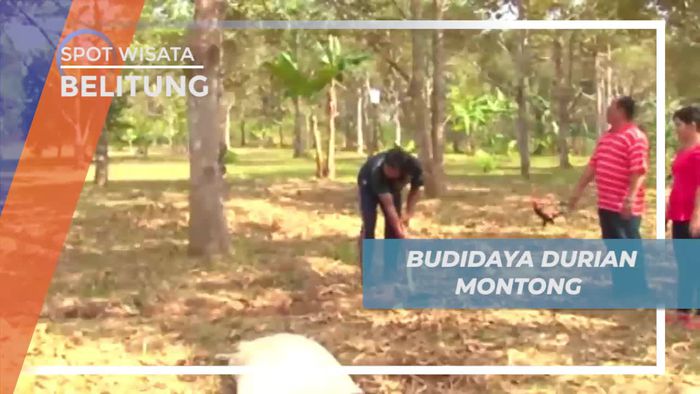 Budidaya Durian Montong di Lahan Seluas 20 Hektar, Belitung