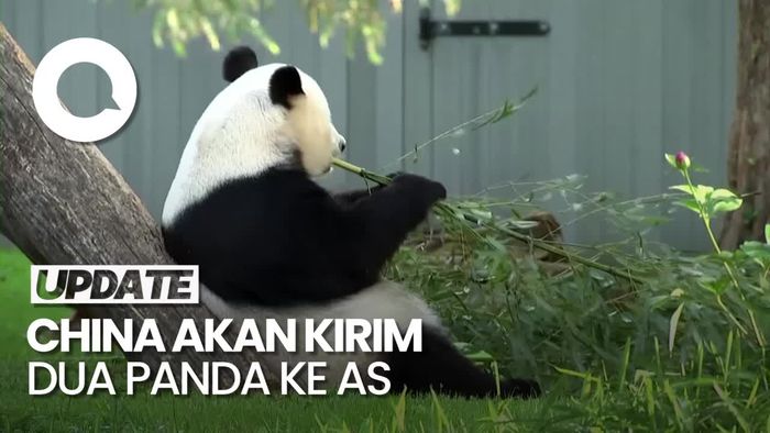 AS Bakal Kedatangan Sepasang Panda dari China