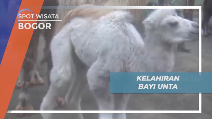Melihat Tingkah Lucu Bayi Unta di Kota Bogor