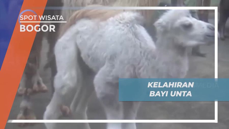 Melihat Tingkah Lucu Bayi Unta di Kota Bogor