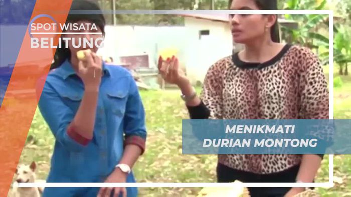 Panen Buah Durian di Kebun Seluas 20 Hektar, Belitung        