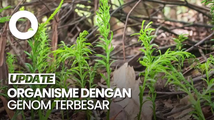 Wow! Tumbuhan Paku Ini Dinobatkan Jadi Organisme dengan Genom Terbesar