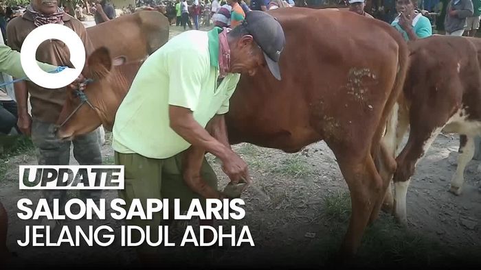  Intip Salon Sapi di Pati, Bikin Sapi Tambah Gagah Jelang Idul Adha
