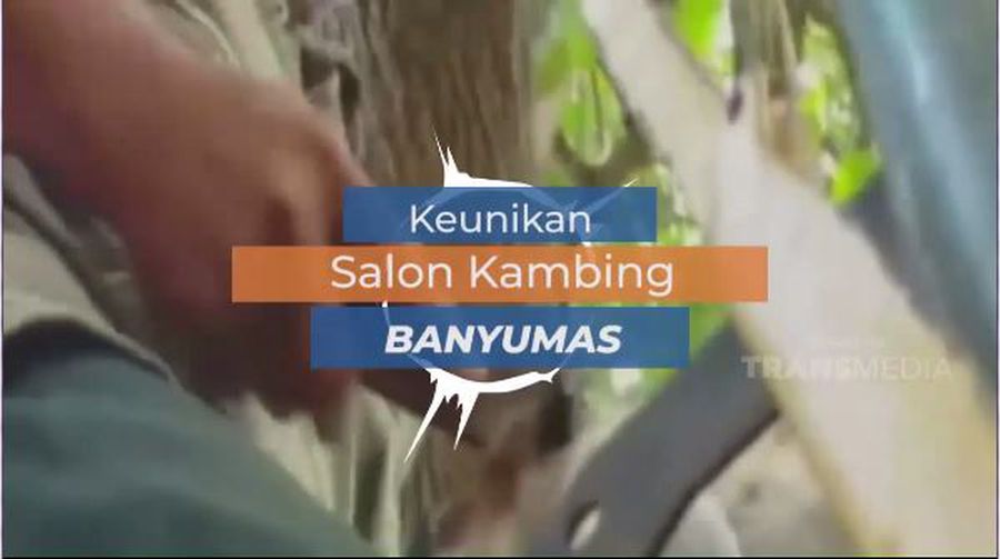 Salon Kambing, Tampil Menawan dengan Memoles Tanduk dan Kuku, Banyumas