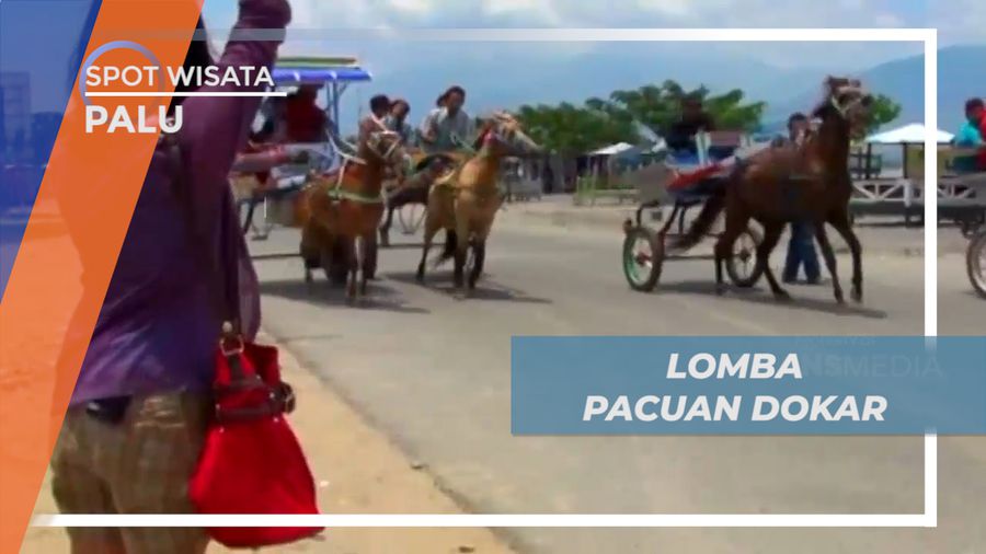 Melihat Keseruan Pacuan Dokar, Perlombaan Khas yang di Gelar Warga Lokal, Palu