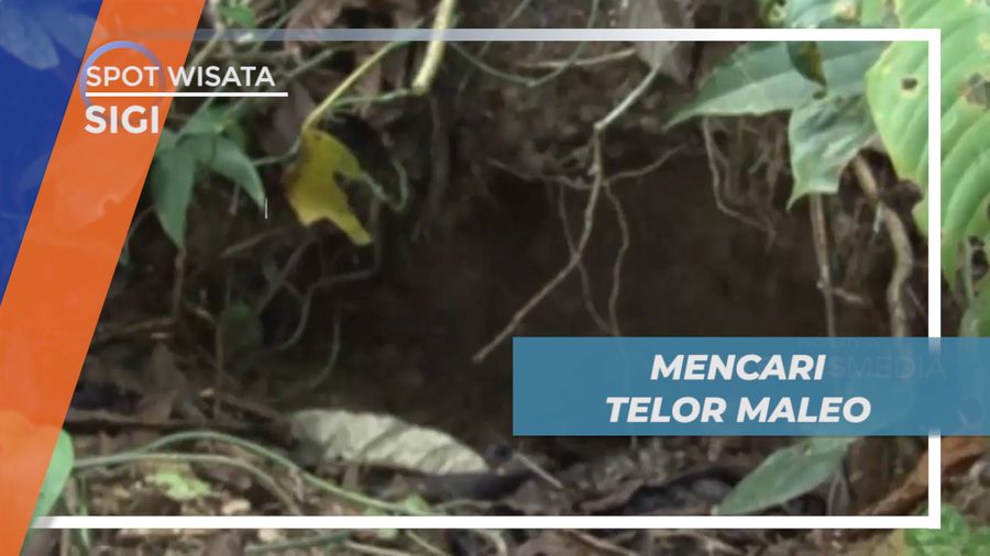 Mencari Telur Burung Maleo di Taman Nasional Lore Lindu, Sigi