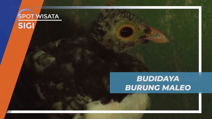 Mengunjungi Tempat Penangkaran Burung Maleo di Taman Nasional Lore Lindu, Sigi