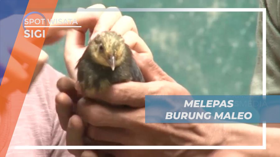 Pengalaman Seru, Melepas Burung Maleo ke Alam Bebas, Sigi
