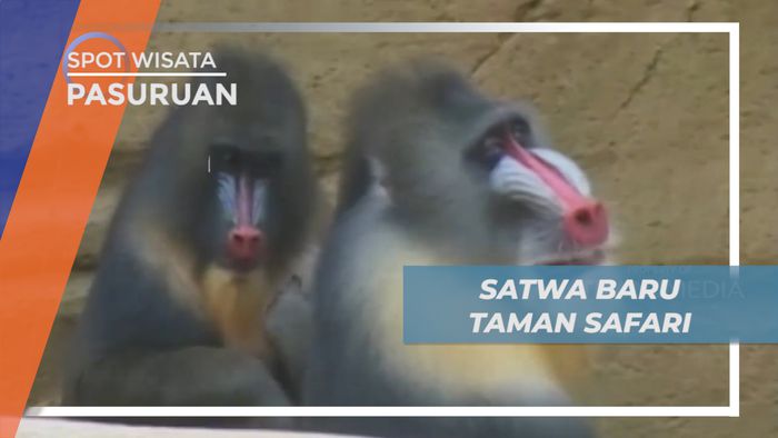Melihat Koleksi Satwa Baru di Kebun Binatang Prigen, Pasuruan