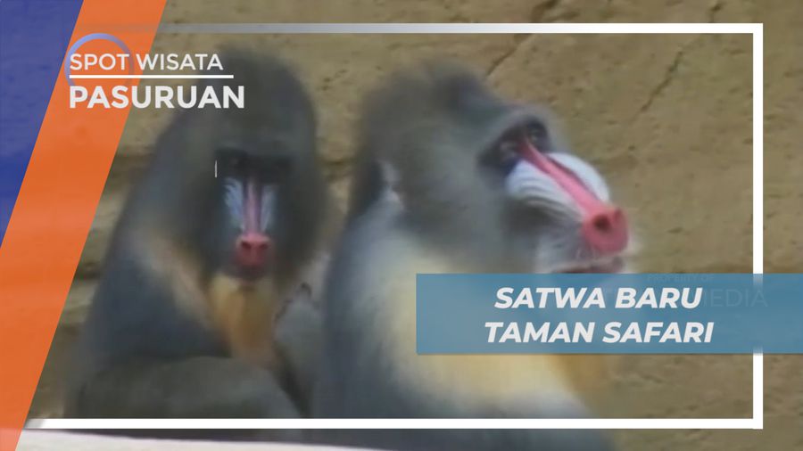 Melihat Koleksi Satwa Baru di Kebun Binatang Prigen, Pasuruan