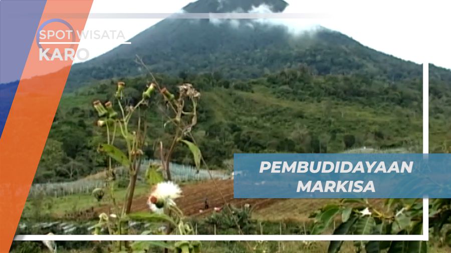 Mengunjungi Pusat Pembudidayaan Markisa di Kaki Gunung Sinabung, Karo