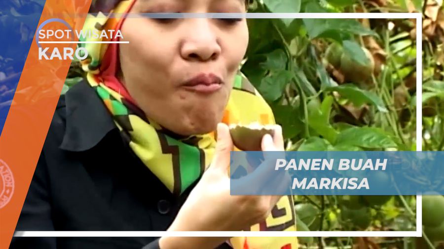 Menikmati Sensasi Segar Rasa Buah Markisa yang Baru di Petik, Karo
