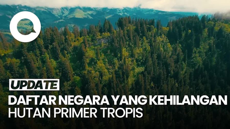 Indonesia Jadi Negara Kedua Paling Banyak Kehilangan Hutan Primer Tropis