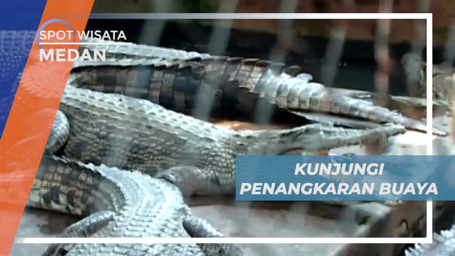 Asam Kumbang, Mengunjungi Penangkaran Buaya Terbesar di Dunia, Medan